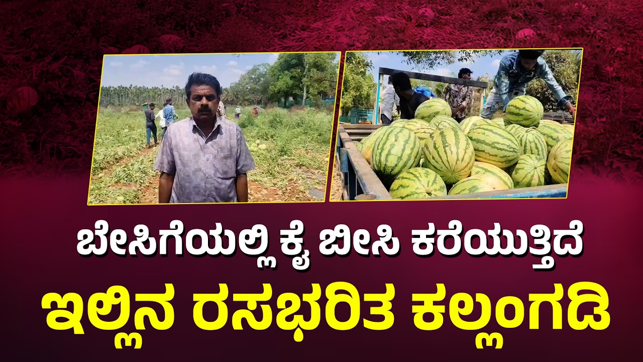 Gubbi | ಉತ್ಕೃಷ್ಟ ಕಲ್ಲಂಗಡಿ ಬೆಳೆದ ರೈತ ನಟರಾಜ್ ಅವರ ಅನುಭವ | Chalukya News