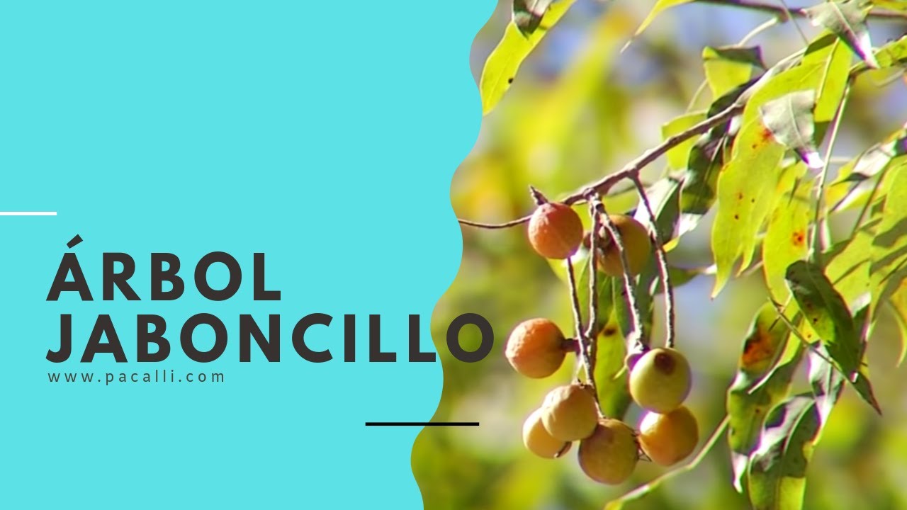Árbol Jaboncillo