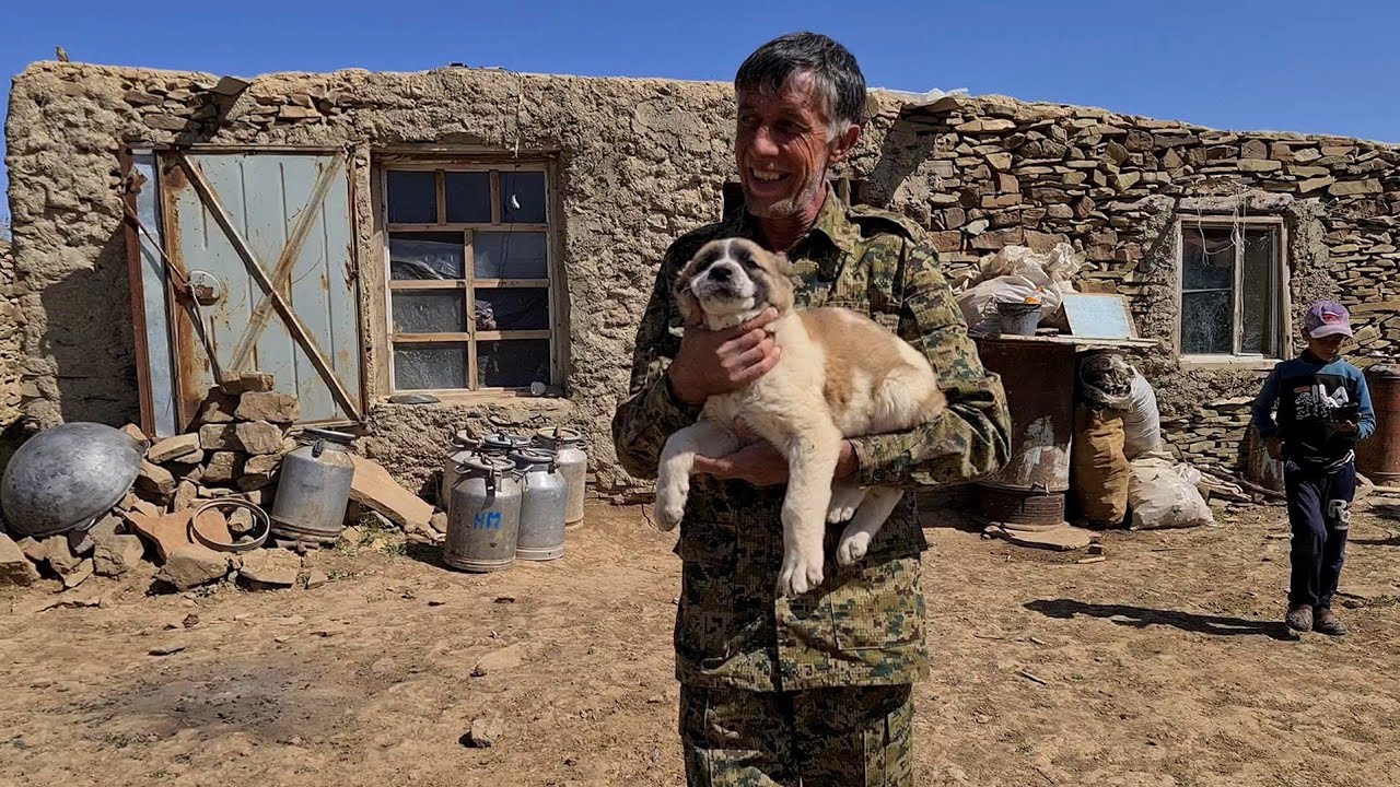 Alabai Puppies in the Mountains &mdash; Future Guardians of the Flock