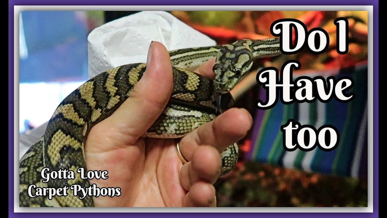 Little Coastal Carpet Python Gets A New Home