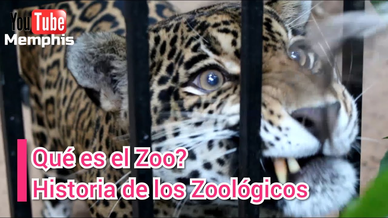 El ZOOLÓGICO | DOCUMENTAL - HISTORIA DE LOS ZOO  | HÁBITAT  | ALIMENTACIÓN