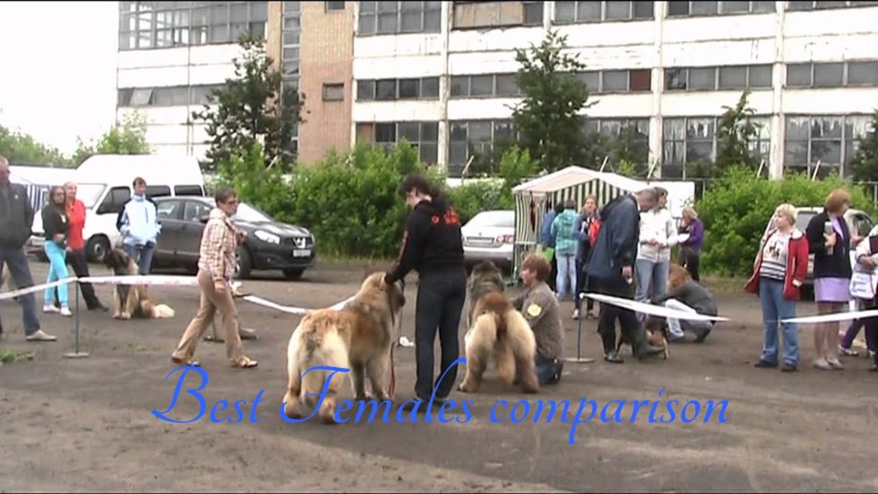 Leonberger Spec. Show Ivanovo 22.06.2013