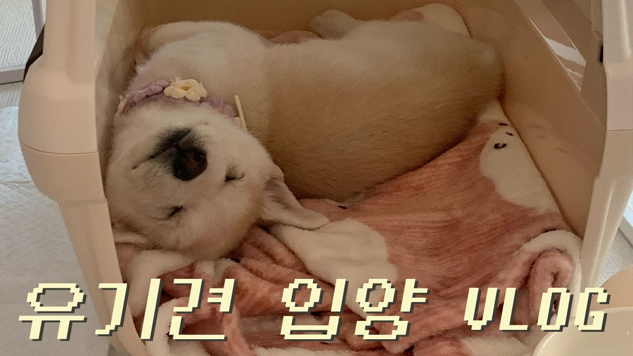 유기견 입양 🦋 가족이 된 지 1년 되는 날 🌼 ( 진도 믹스 성장 일기 🐶 )