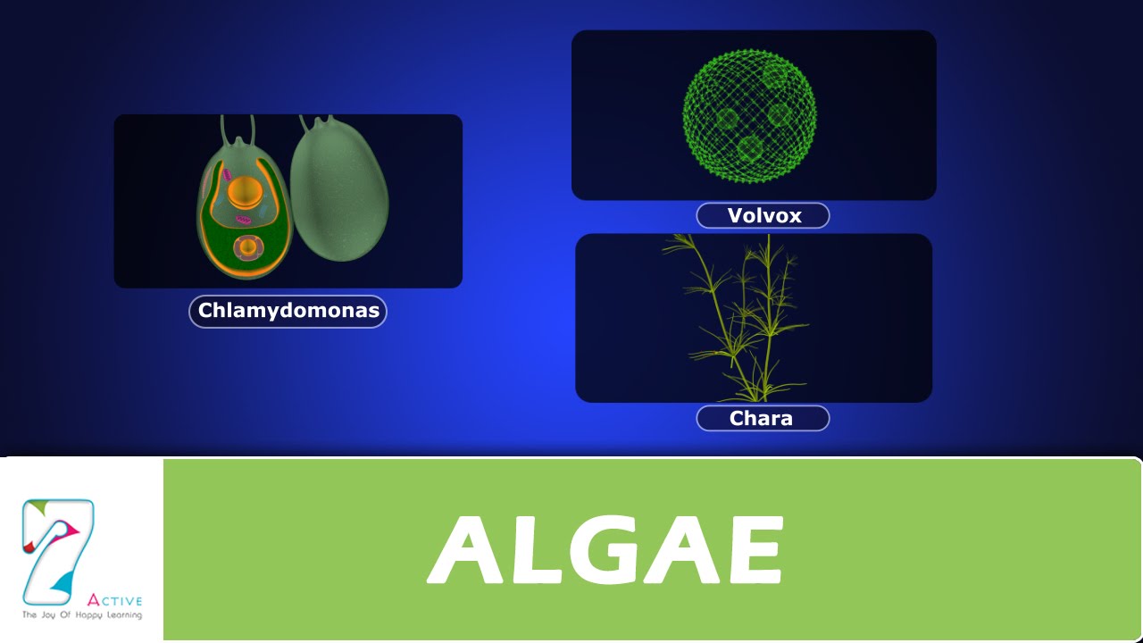 ALGAE