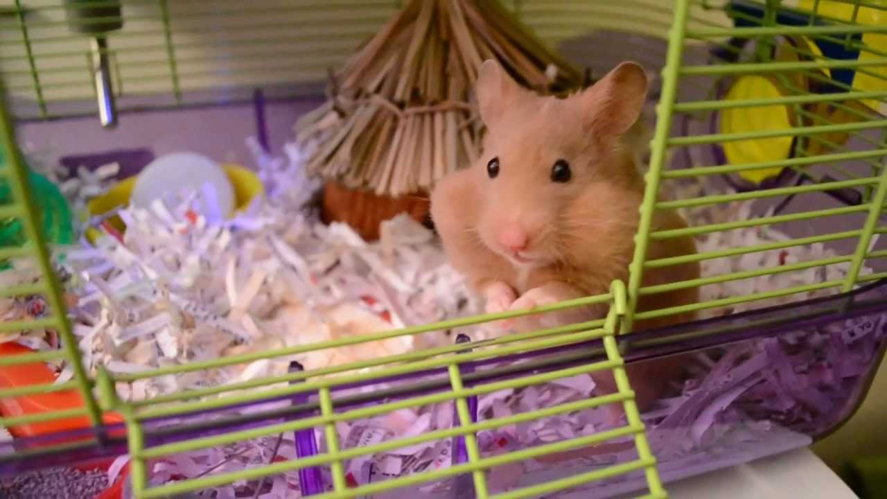 Cali - Cute Hamster Storing Food