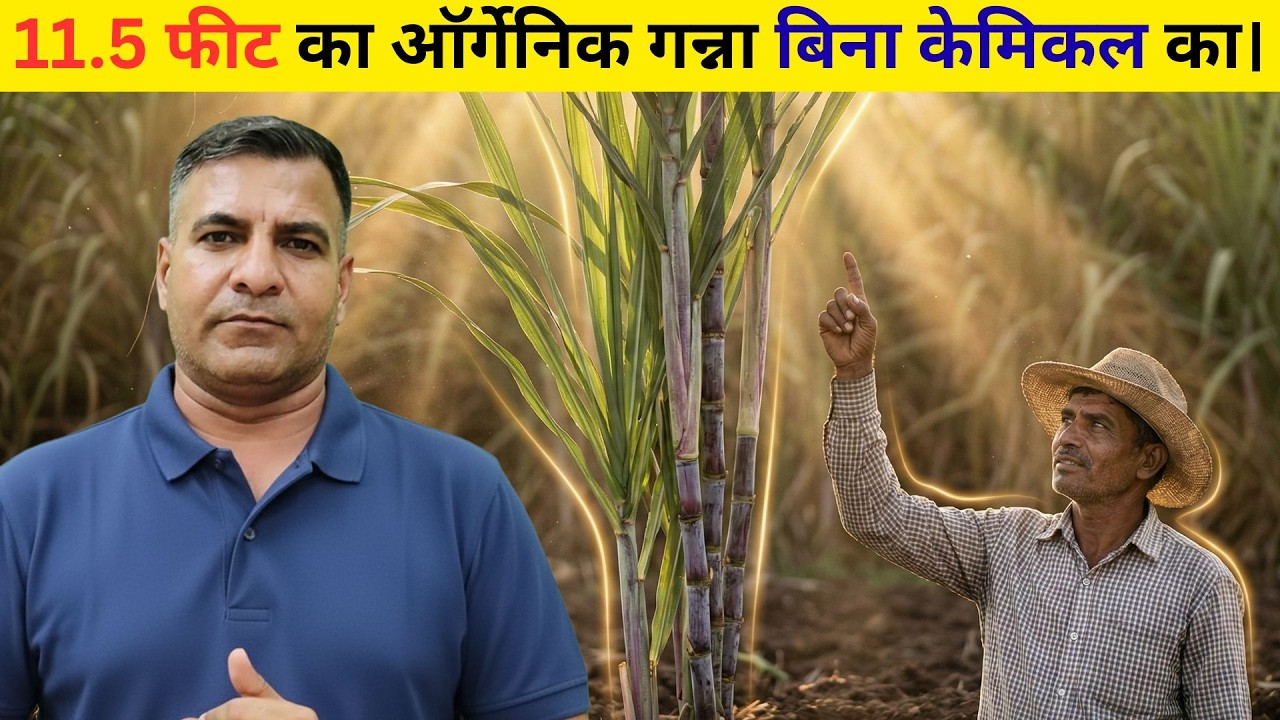 1621-Kisan karyashala 11.5 फीट का ऑर्गेनिक गन्ना बिना केमिकल का। Rahul Jawan के साथ।