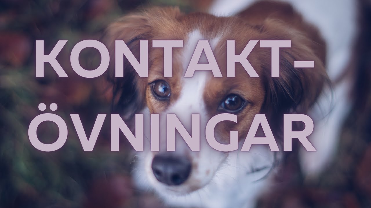 BÄTTRE KONTAKT MED HUNDEN
