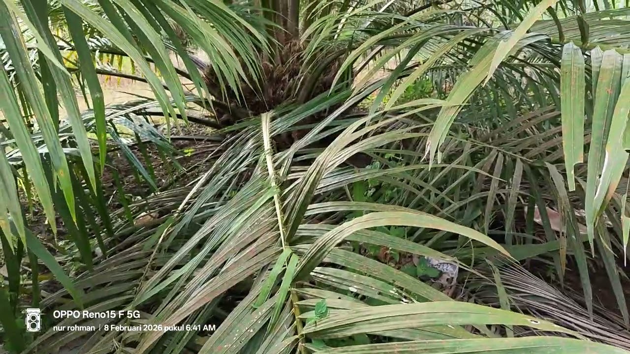 Lagi susah susahnya di panen kawan