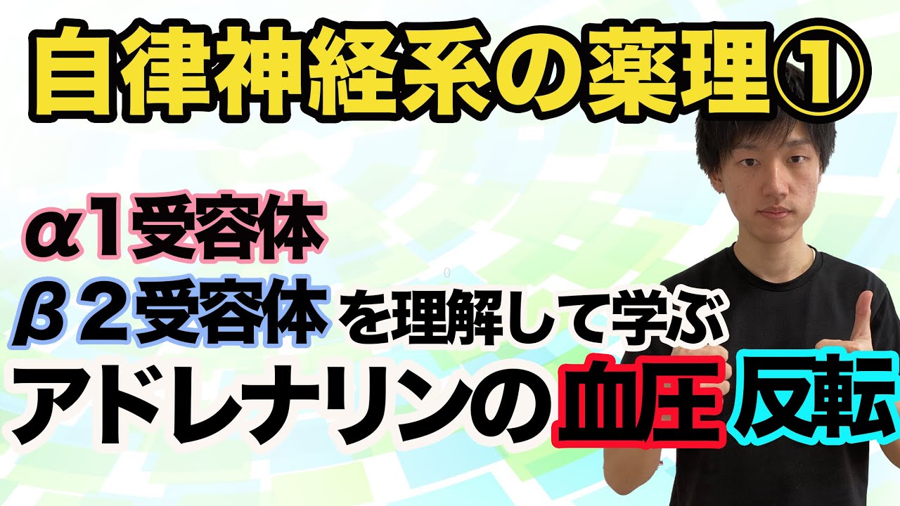 テスト頻出！【自律神経系の薬理①】アドレナリンの血圧反転とは？アドレナリン作動薬の基礎から解説！