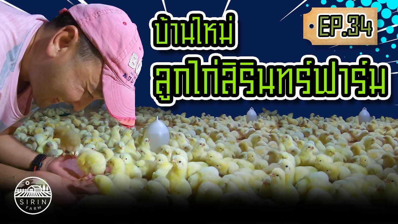 บ้านใหม่ลูกไก่สิรินทร์ฟาร์ม - [SIRINFARM]​ EP.34