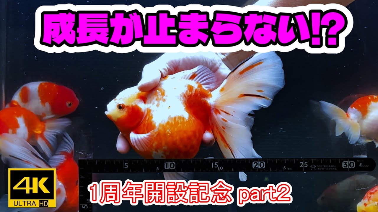 👉【90cm水槽 もう限界⁉大化する金魚達】開設１周年ﾊﾟｰﾄ2