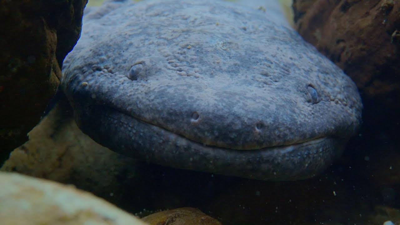 Questa specie è da sempre molto amata in Cina, eppure oggi si trova in pericolo di estinzione