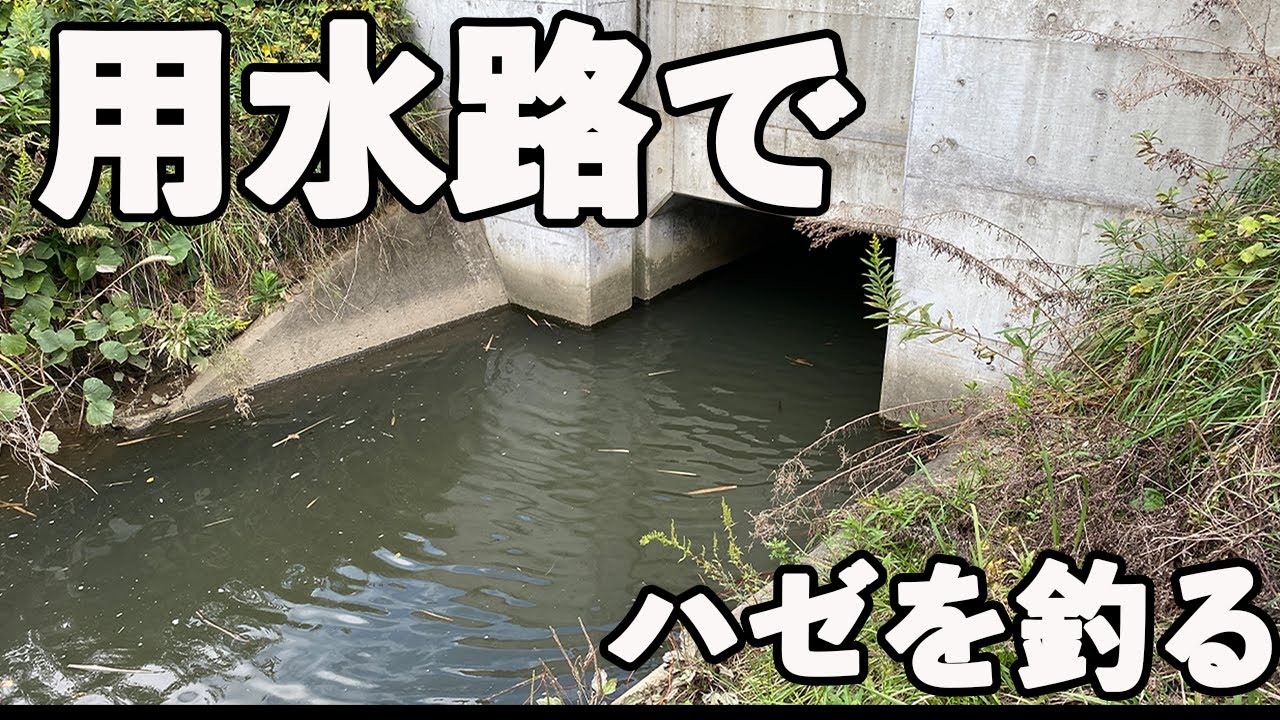 用水路でハゼを釣って唐揚げにして食べてみた