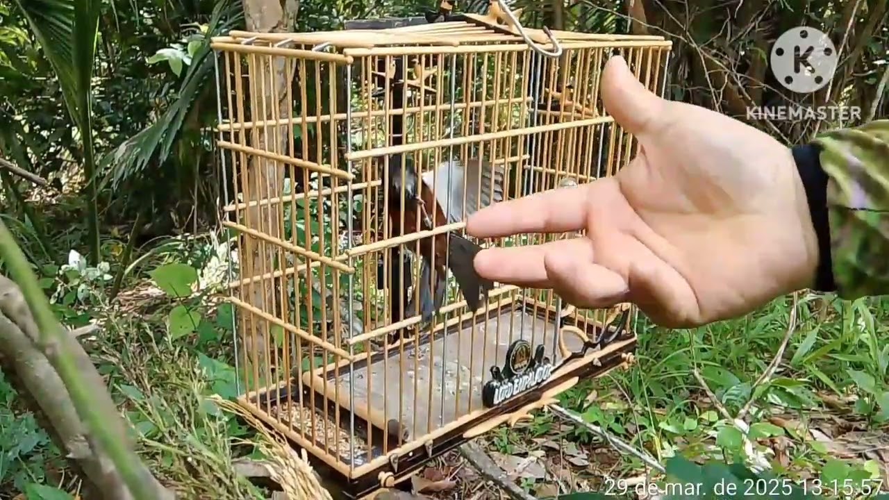 Armada dia 29/03 CURIO LORD EMPALADOR, CAREQUINHA, E RENEGADO. EDIMAR , VANDO E VANDERLEY