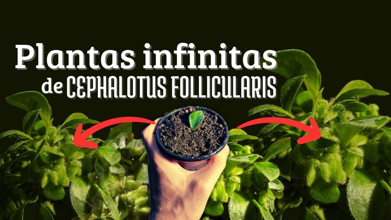 Cómo Propagar Cephalotus Follicularis  🧬 | Paso A Paso ✅