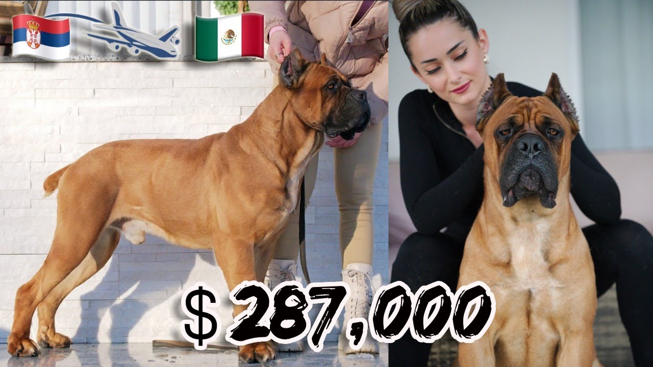IMPORTARON un semental CANE CORSO desde SERBIA ¿es COSTOSO?
