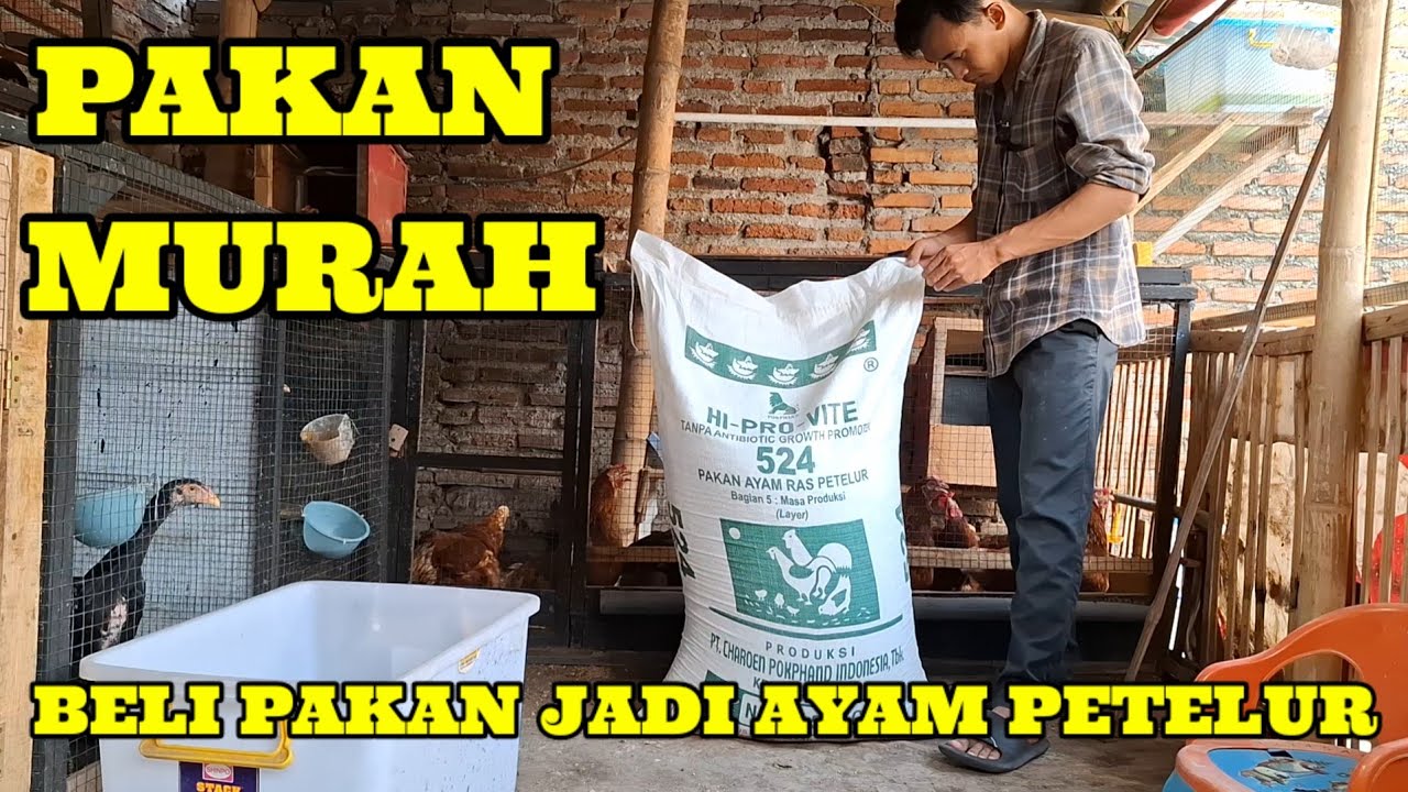 BELI PAKAN JADI AYAM PETELUR 524 ,BERAPA KAH HARGA NYA