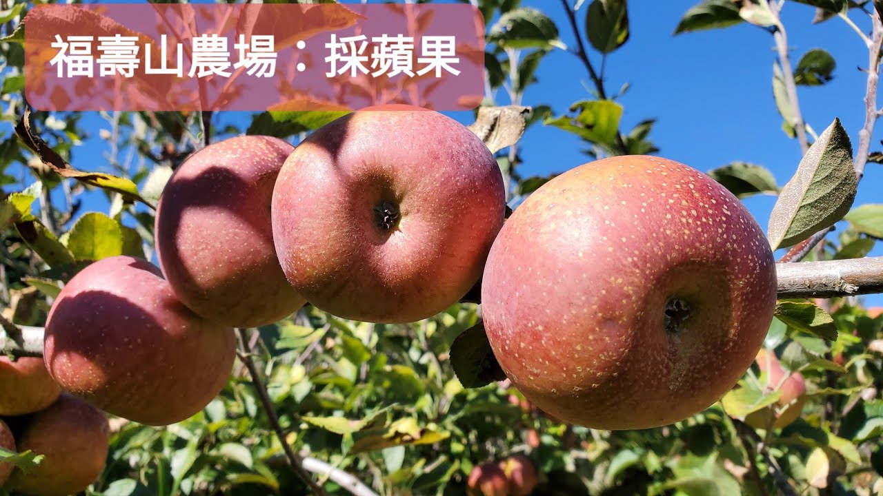 Jim愛採蘋果：福壽山農場採蘋果