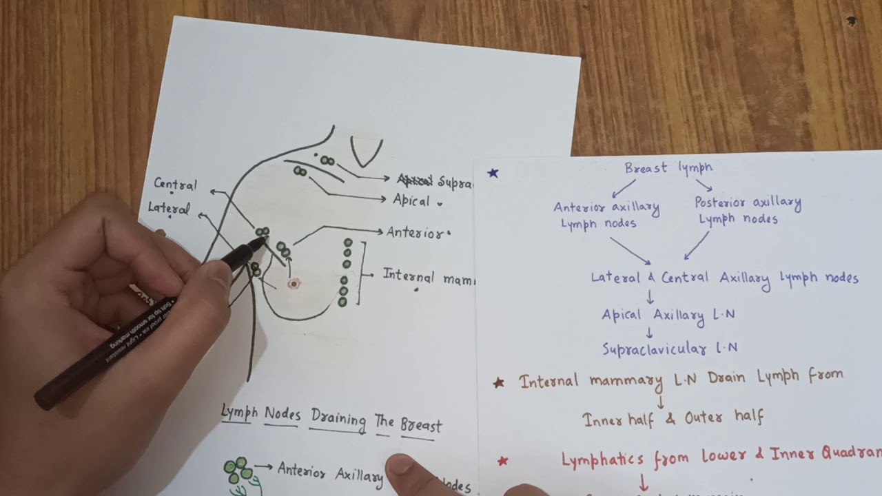 Lymphatic Drainage Of Mammary Gland