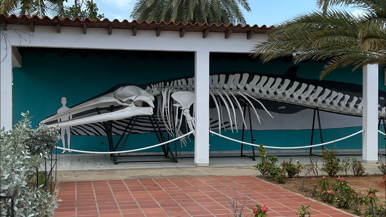 🐋Museo Marino de la Isla de Margarita🐠 Venezuela 🇻🇪