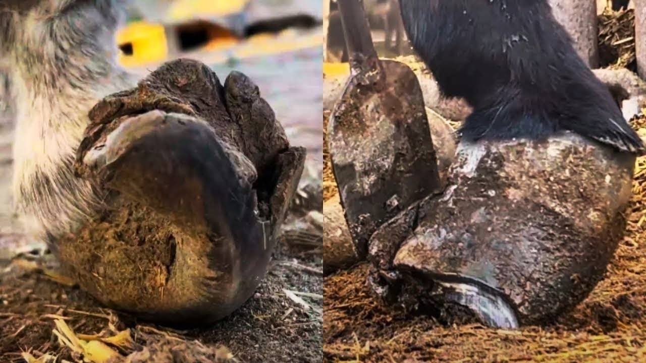 Super relaxing donkey hoof trimming collection | ASMR | Donkey hoof cutting sound