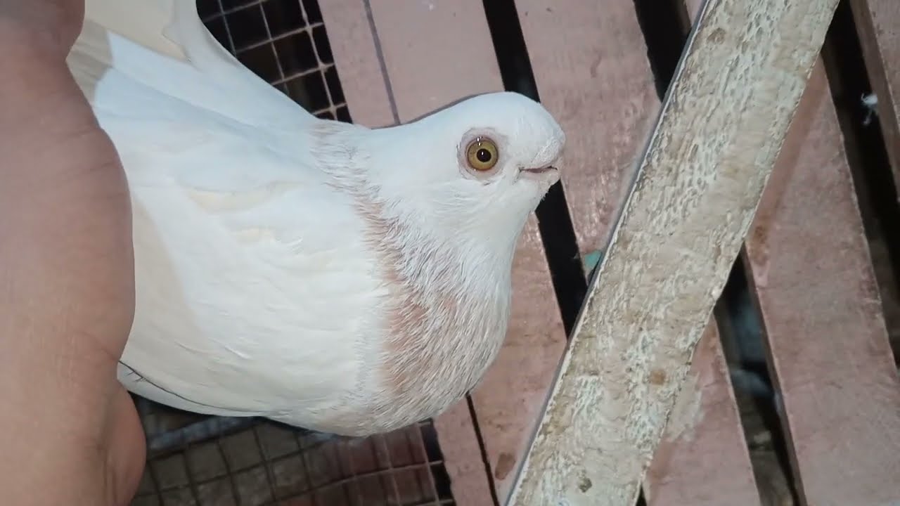 خش على الحلويات طبق حلويات مشكل 01121766360