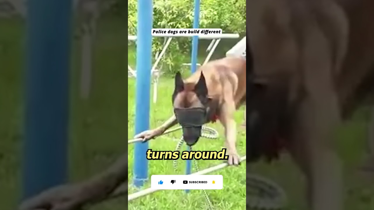 Blindfolded police dog walks on 2 ropes #policedog #dog #dogtraining #insane