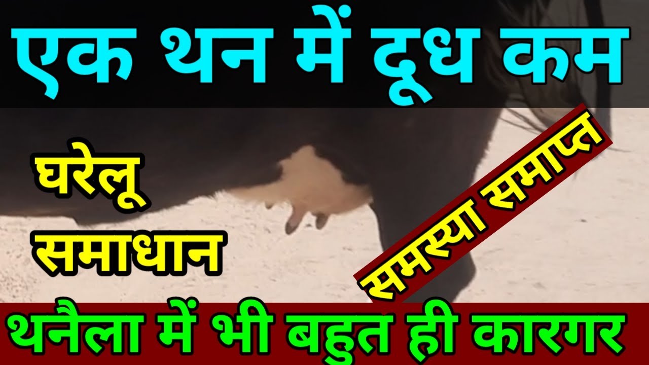 गाय भैंस के एक थन में दूध कम  या नहीं आने का घरेलू इलाज Ramawat