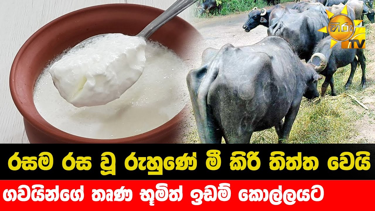 රසම රස වූ රුහුණේ මී කිරි තිත්ත වෙයි - ගවයින්ගේ තෘණ භූමිත් ඉඩම් කොල්ලයට - Hiru News
