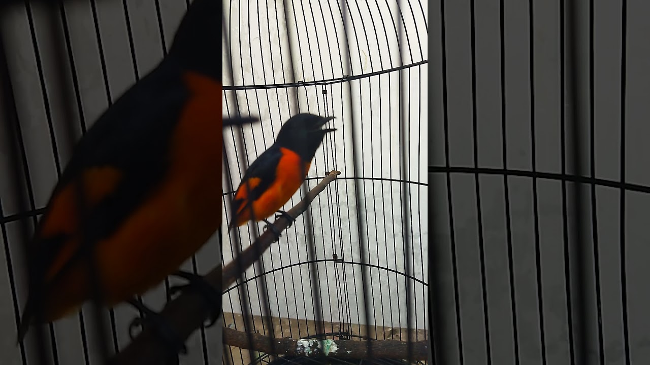 mantenan isian kenari