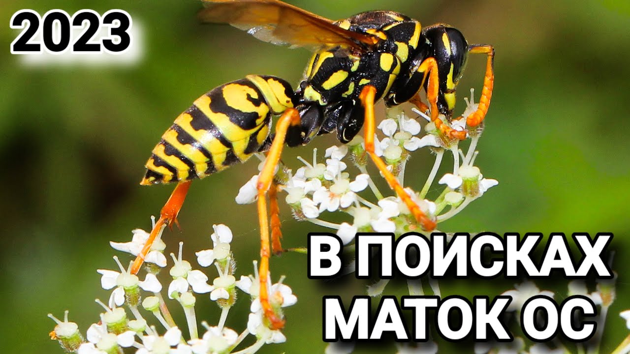 В поисках маток ос 2023.