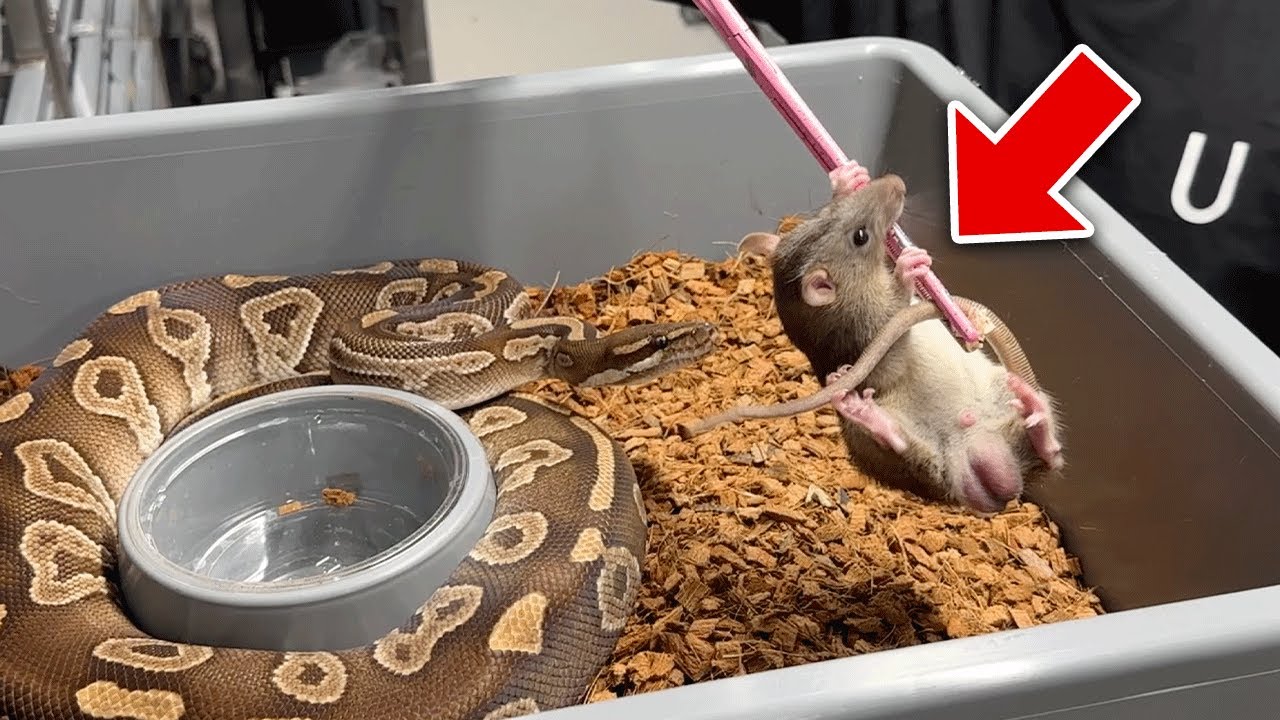 【巨大ヘビのエサ喰い】生きたネズミを丸呑みに・・