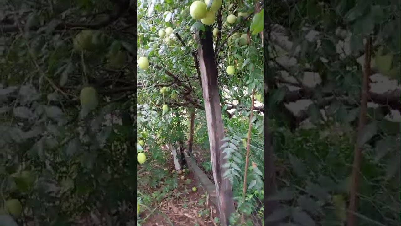 Cido Amaral mostra sua propriedade rural na cidade de Boquira-Bahia