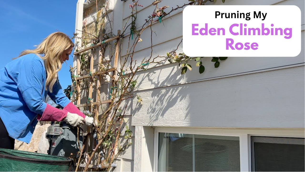 Pruning My Eden Climbing Rose