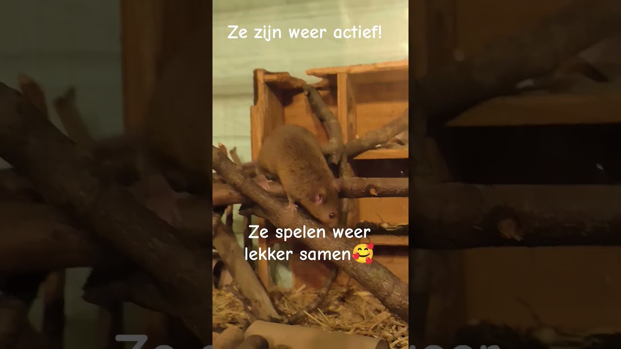 het is weer een muizenboel! 
