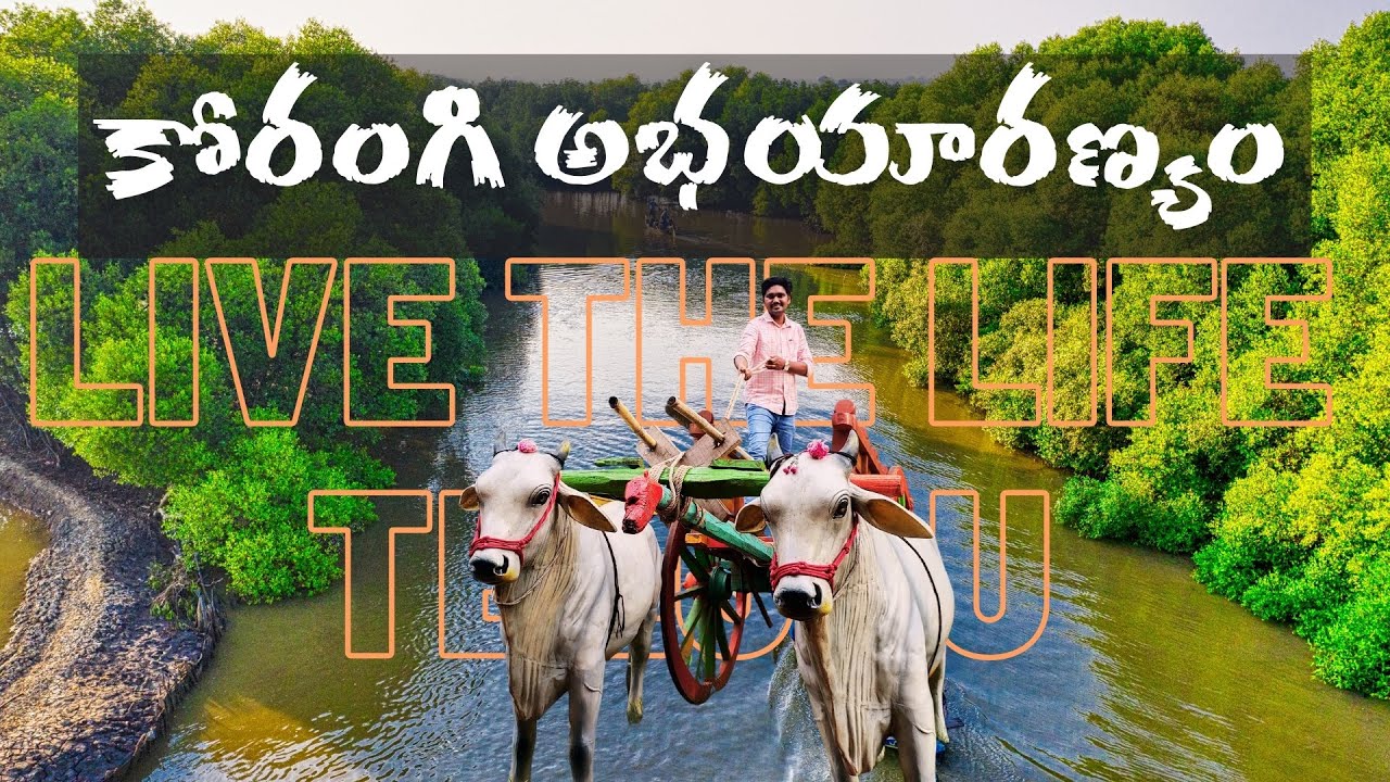 Coringa mangrove forest | Kakinada | Andhra Pradesh | Tourism | Live the life Telugu
