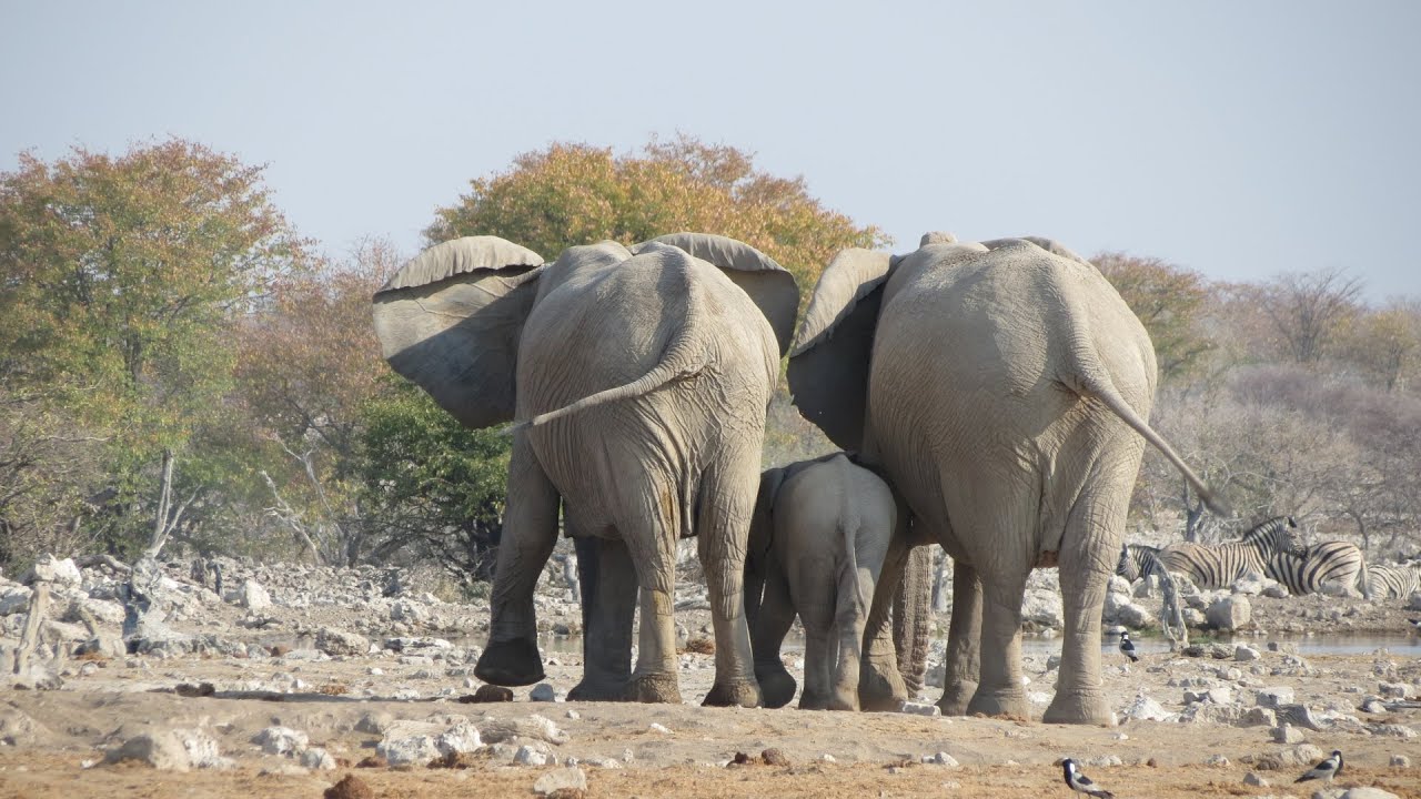 Namibia 2023: part three: Etosha NP