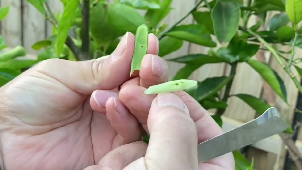 T-BUD Citrus Grafting - Explanation Video