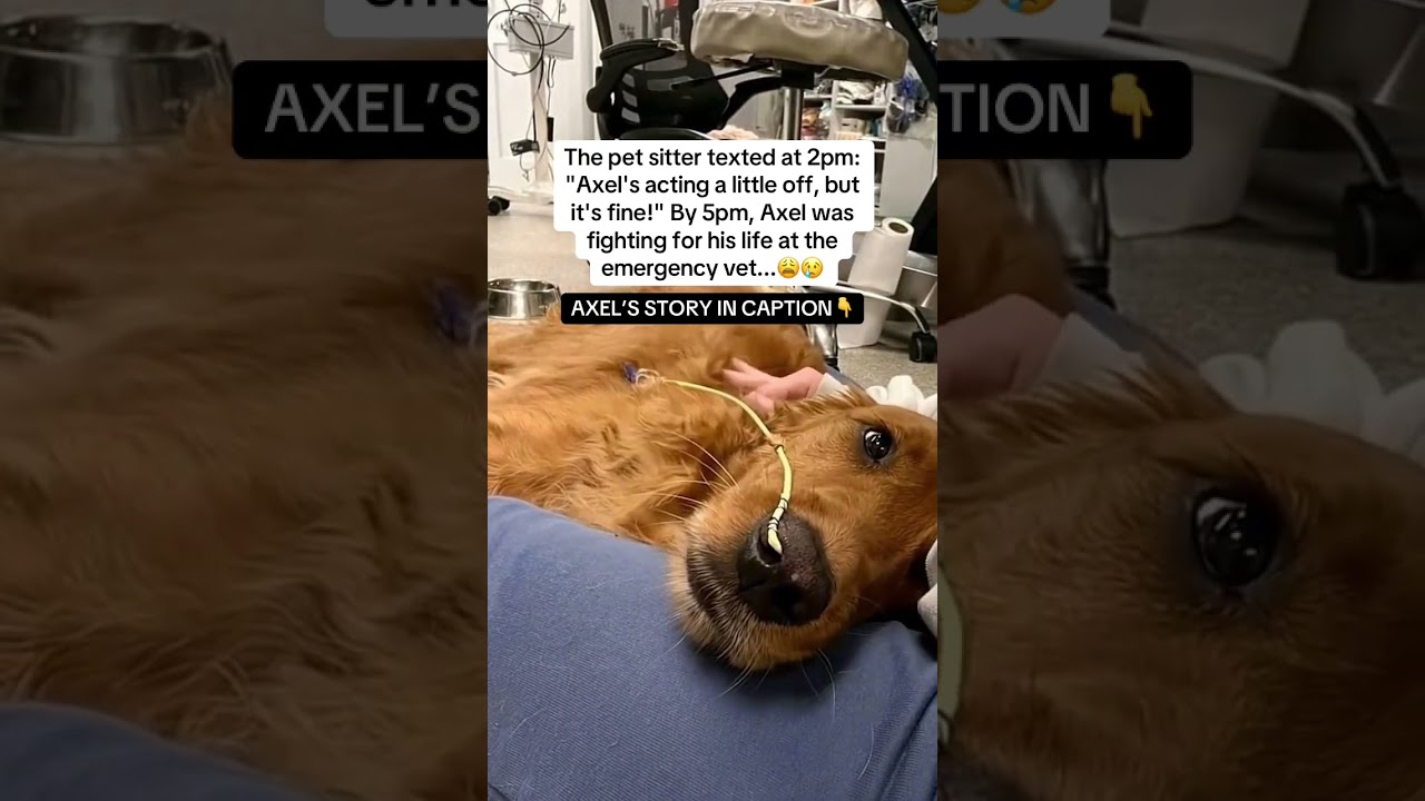 Axel&rsquo;s story in the description