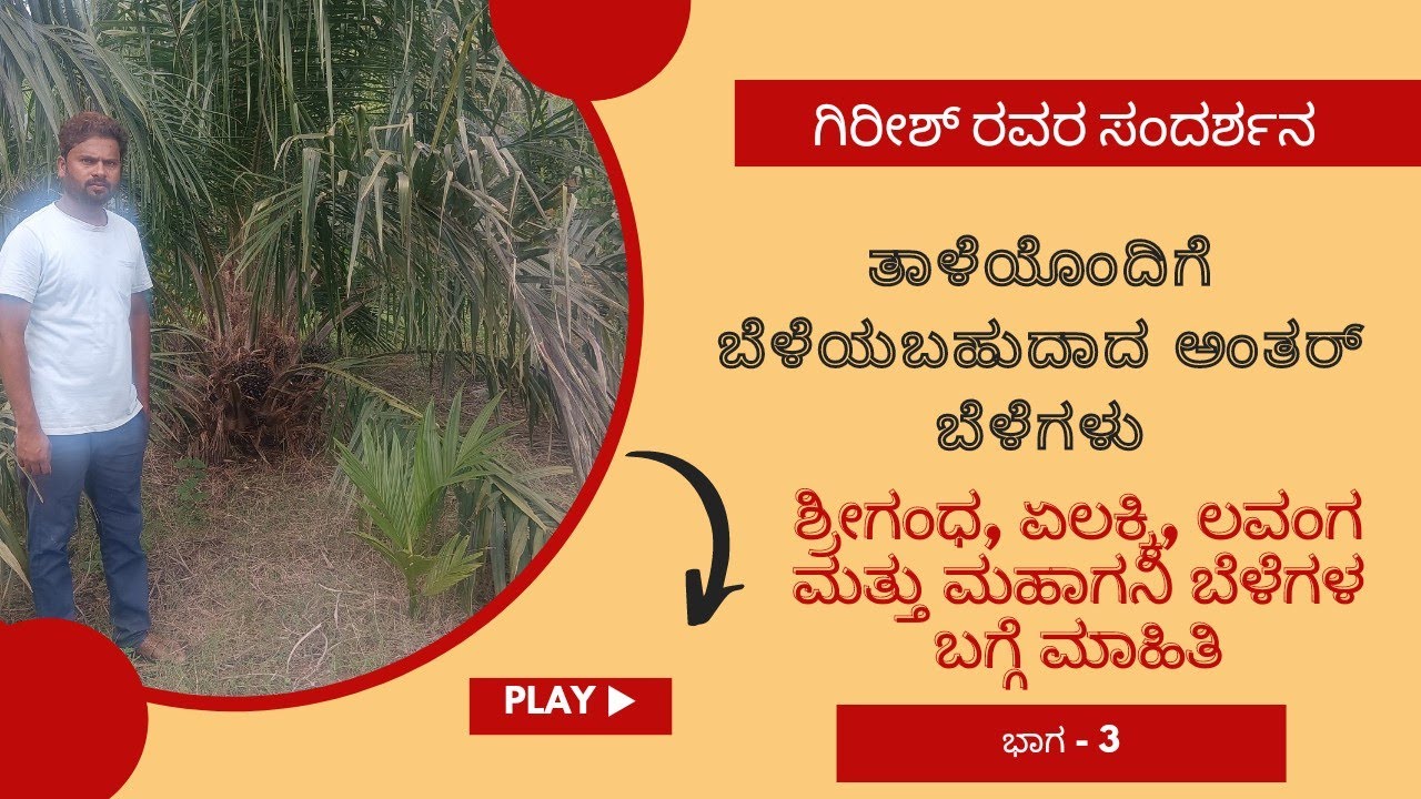 ತಾಳೆ ಬೆಳೆಯೊಂದಿಗೆ ಅಂತರ್ ಬೆಳೆಯಾಗಿ ಶ್ರೀಗಂಧ | Sandal  inter crop in palm trees #palm_tree #arecanut
