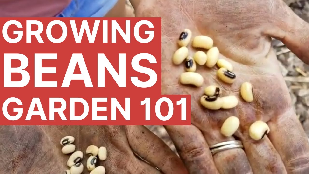 Bush Beans VS Pole Beans + Shell Beans VS Green Beans
