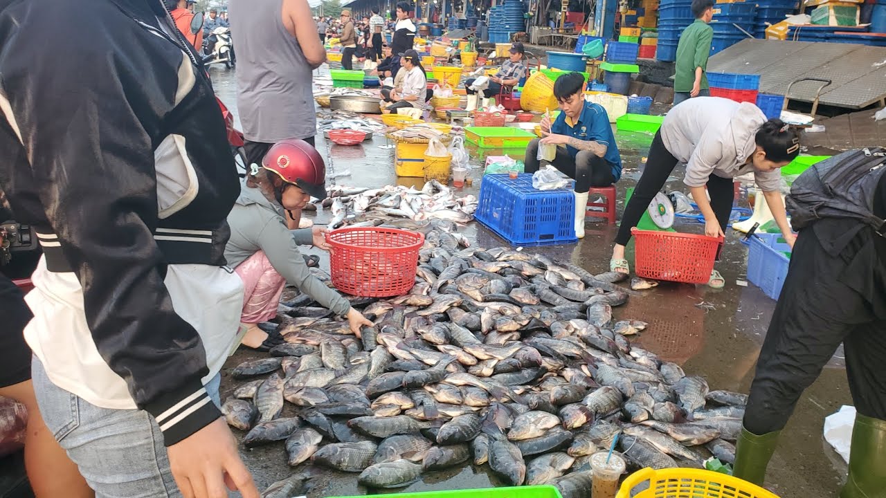 Chợ đầu mối bình điền sáng thứ sáu cá phi đổ đống 30k cá nhám sóng 60k cá bè chang 25k 