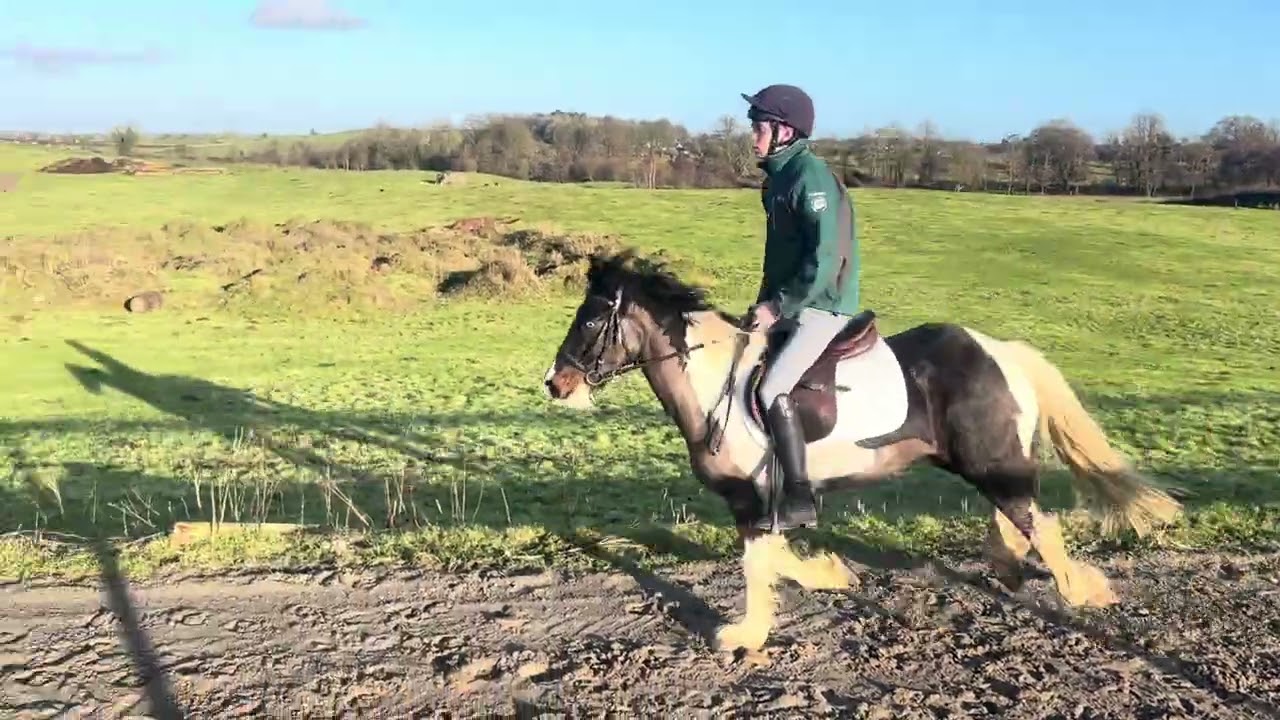 14hh 4 year old gelding 