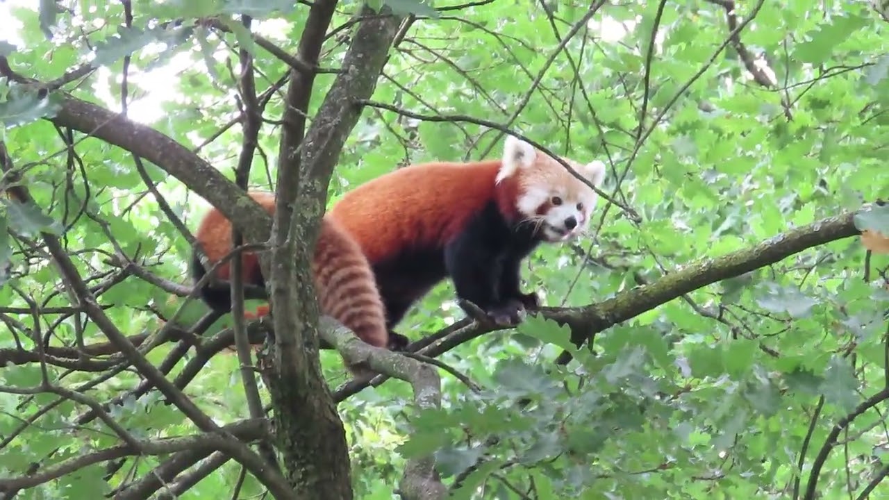 Kleine / rode panda moeder met haar jong.