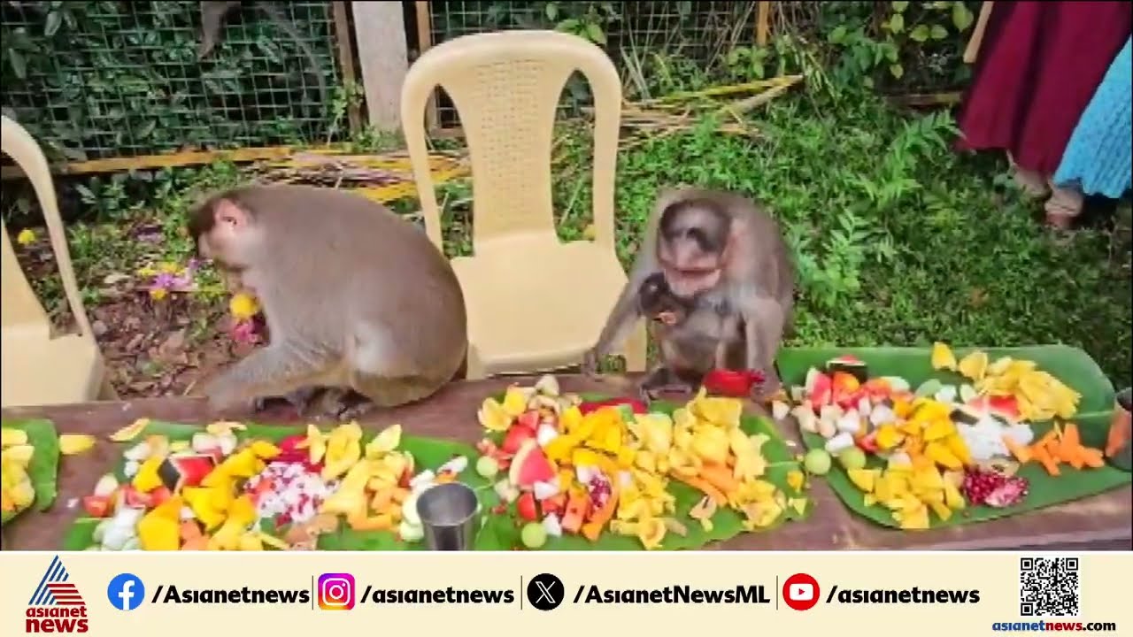 18 തരം വിഭവങ്ങൾ, കാസർകോട് ഇടവിലക്കാട് കാവിൽ വാനര സദ്യ ഒരുക്കി| Kasaragod | Edayilakkad Kavu | Monkey