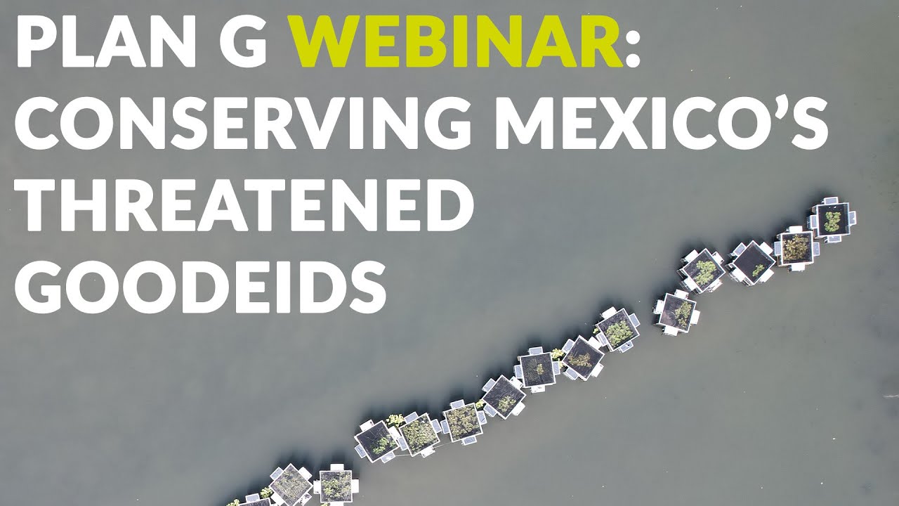 Plan G: Conserving Mexico's threatened goodeids.