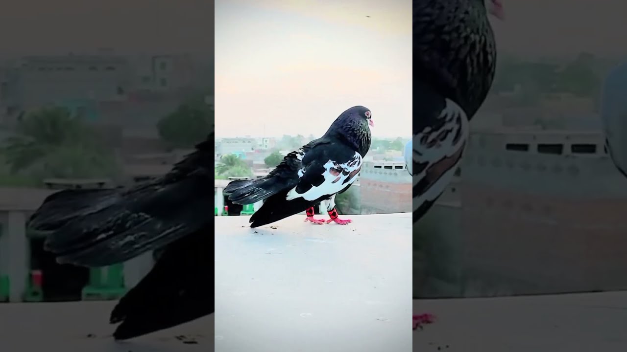 Kabootar bazi 🕊️ recar kabootar 🕊️🔥 fighter kabootar rangdar kabootar #peshawarishok #ytshortsviral