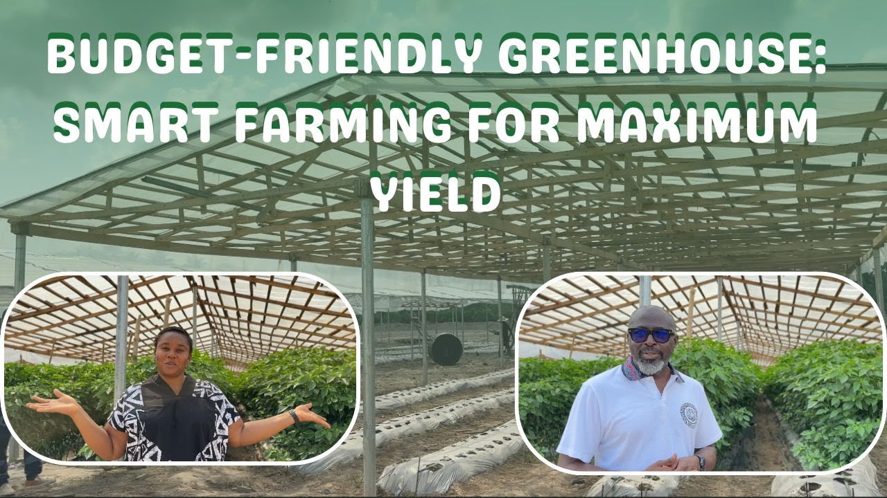 Benefits of Climate-Smart Farming in Nigeria | CEO of Amity Global Farms Shares Insights