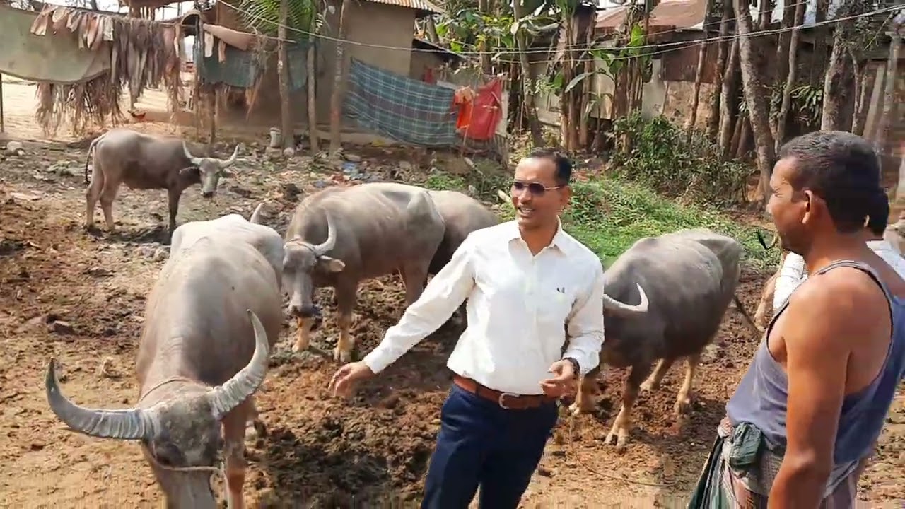 মহিষের ভ্যাক্সিনেশন ক্যাম্পেইন জকিগঞ্জ সিলেট
