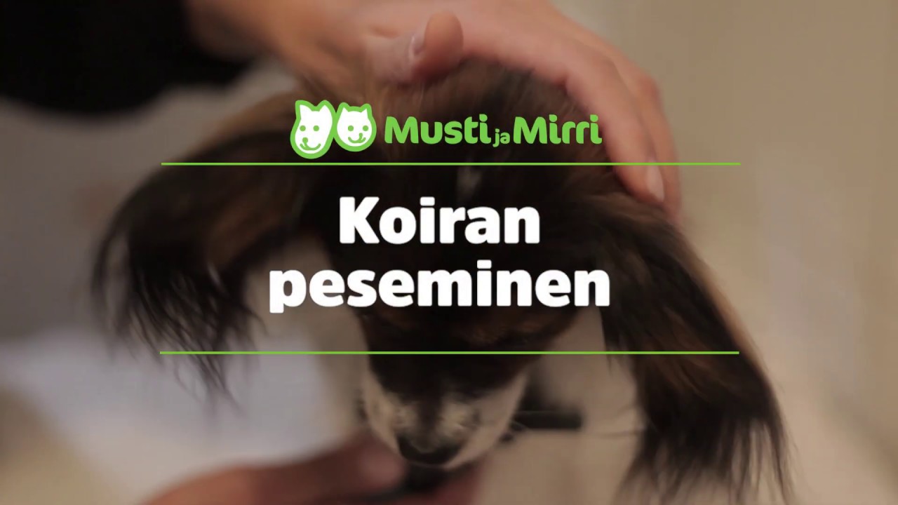 Näin peset koiran